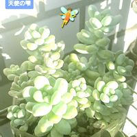 天使の雫,セダム属,つぶつぶ,朝日を浴びて,セダム　天使の雫の画像