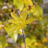 ロウバイ,ソシンロウバイ,冬芽と葉痕,落葉低木,お出掛け先の画像