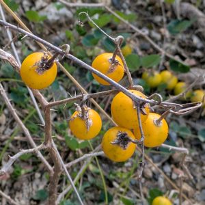 ワルナスビ,ワルナスビ,ワルナスビの実,ワルナスビの実,ワルナスビ (悪茄子)の画像