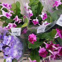 花のある暮らし,チーム愛知,家庭菜園,庭の画像