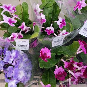 花のある暮らし,チーム愛知,家庭菜園,庭の画像