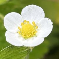 イチゴ,オキザリス,ワイルドストロベリー,ワイルドストロベリー,オキザリス　桃の輝きの画像