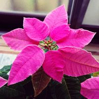 月下美人,プリンセチア,プリンセチア,サクララン,シンゴニュウムの画像