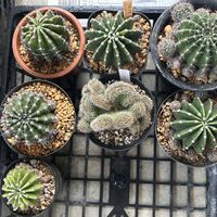 ゴーラム,サボテン,サボテン,サボテン,ランポーの画像