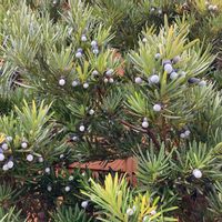 イヌマキ,クリスマス,観葉植物,癒し,グリーンのある暮らしの画像