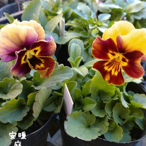 ビオラ,ビオラ,ポリゴナム（ヒメツルソバ）,種まき,花のある暮らしの画像