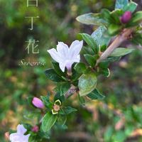 ハクチョウゲ,白丁花,六月雪,スノーローズ,アカネ科の画像