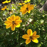 ビデンス,ビデンス,キク,キク,サザンカの画像