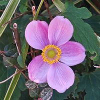 シュウメイギク,シュウメイギク,シュウメイギク,ユーパトリウム,ユーパトリウムの画像