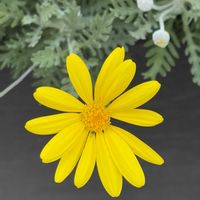 ユリオプスデージー,可愛い,元気！,iPhone撮影,今日も良い1日をの画像