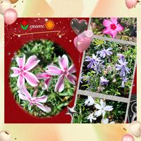 シバザクラ,ステキ☆,癒し…♡,か〜わい〜,コラージュ仲間達の画像