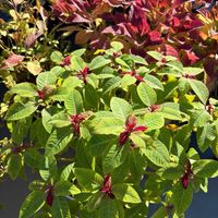 プリンセチア,花と生きるサントリー,サンフラマニア,サンフラびと,サントリーフラワーズのあるくらしの画像