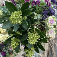 キク,キク,ストック,ストック,ヨウシュコバンノキの画像