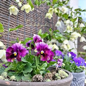 クレマチス,セダム,ビオラ,斑入りパリダム,クレマチス ジングルベルの画像