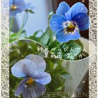 小輪ビオラ,青い花,ビオラ・パンジー,ガーデニング初心者,青い花大好きの画像