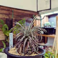 多肉植物,ユーフォルビア,サボテン科,コーデックス,ビザールプランツの画像