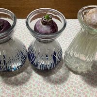 観察日記,花のある暮らし,季節のお花,ヒヤシンス水栽培,花好きの画像