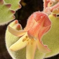 熊童子,ピンクルルビー,ブラックキング,多肉植物,キュンキュン乙女倶楽部No.243の画像