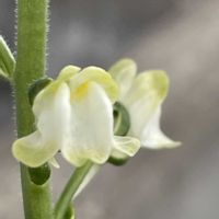 リナリア,花壇,ガーデニング,山野草,オオバコ科の画像