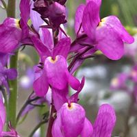 リナリア,花壇,ガーデニング,山野草,オオバコ科の画像