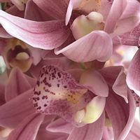 シンビジウム,花壇,ガーデニング,ラン科,山野草の画像