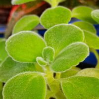 アロマティカス,多肉植物,新潟の画像