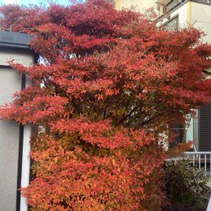 ガーデニング,ウッドデッキ,多肉箱,多肉のお 引っ越し,元気もんエケちゃんの画像