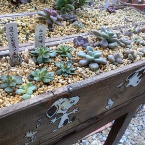 ガーデニング,ウッドデッキ,多肉箱,多肉のお 引っ越し,元気もんエケちゃんの画像