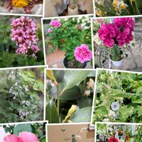 サカキ,スイセン,ハイビスカス,ヒマラヤユキノシタ,ミントの画像