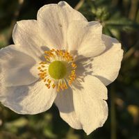 秋明菊,ナチュラルガーデン,庭の宿根草,お庭の花たち,花と暮らすの画像