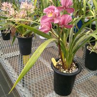 シンビジウム,シンビジウム,シンビジウム,シンビジウム,シンビジウムの画像