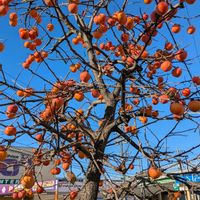 柿の木,街路樹,お出かけ先の画像