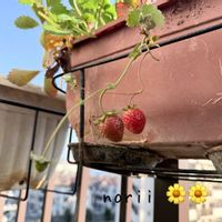 イチゴ,イチゴ,ベランダガーデン,iPhone撮影,わがやの植物の画像