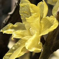 サザンカ,シデコブシ,ロウバイ,山野草大好き,花見山便りの画像