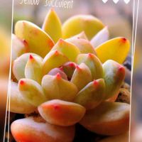 M's Succulent Memories,多肉植物,Love & Peace,ありがとう♡︎⸜( ´ ꒳ ` )⸝♡︎,幸せの風景の画像