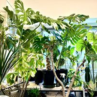 アンスリウム,ストレリチア,ドラセナ,モンステラ,アグラオネマの画像