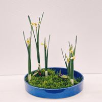 スイセン,ヤブコウジ,水仙,藪柑子,日本水仙の画像