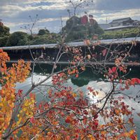 ナンキンハゼ,散歩,素敵な出会い,季節を楽しむ,胸キュンの画像