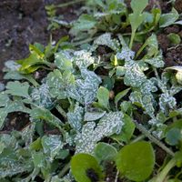 ネメシア,初恋草,ビーダンス,きんぎょそう,フリルシクラメン　宴うたげの画像