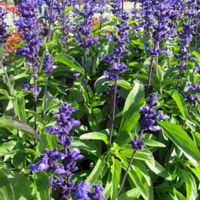 コスモス,サザンカ,サルビア,ブルーサルビア,ミューレンベルギアの画像