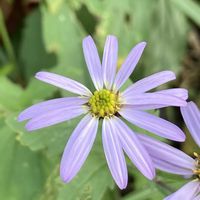 ノコンギク,ノコンギク,公園,花壇,ガーデニングの画像