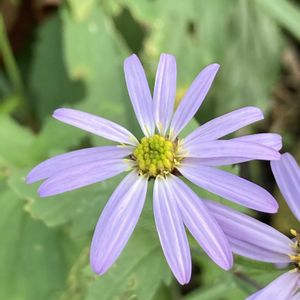 ノコンギク,ノコンギク,公園,花壇,ガーデニングの画像