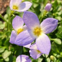 癒し,#ガーデニング,エクステリアの画像