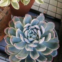 ルエラ,ホワイトパール,ガーデニング,多肉棚,多肉植物とサボテンの画像