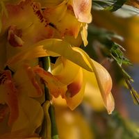 シンビジウム,花束,季節のお花,今日のお花,GSの皆さんに感謝❣️の画像