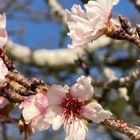 サクラ,サクラ,ソメイヨシノ,ソメイヨシノ,公園の画像