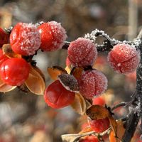 ツルウメモドキ,ツルウメモドキ,山野草,赤い実,花のある暮らしの画像