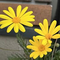ユリオプスデージー,鉢植え,花のある暮らし,綺麗,黄色の花の画像