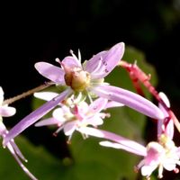 ダイモンジソウ,ダイモンジソウ,ダイモンジソウ,園芸品種,小さな庭の画像