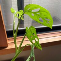 マドカズラの画像